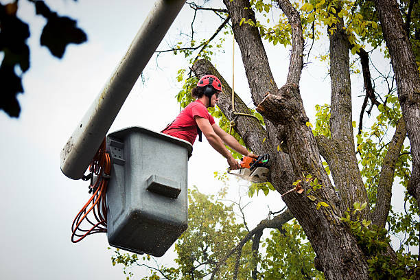 Best Tree Cutting Near Me  in Cameron, TX